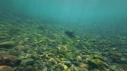 Pufferfish Swimming in Rocky Tropical Underwater Environment