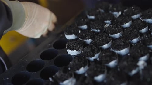 Hand planting seeds in individual trays for organized germination.