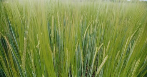 Growing Oat Plants Basking in the Sunlight Against a Clear Blue Sky