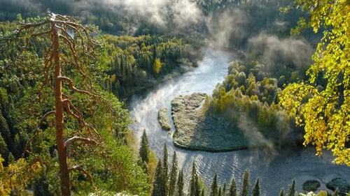 Misty River Meandering Through a Lush, Sunny Autumn Forest