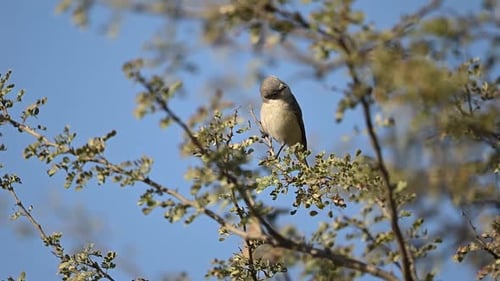 Ashy Flycatcher Perched in Tree Branches Against Sky