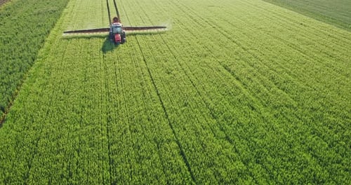 Drone aerial shot of a farmer spraying green wheat field