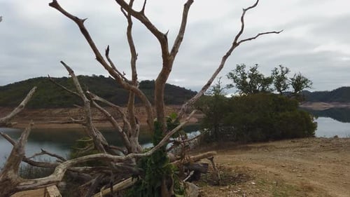 Abgestorbener Baum am Rand eines Einzugsgebiets im Süden oder in Portugal