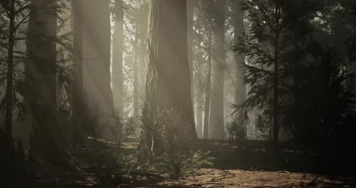 Light Filtering Through Trees in a Misty Forest During the Early Morning