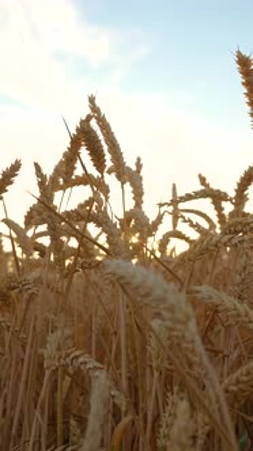 Wheat Field Ears Swaying on Gentle Wind Golden Ears are Slowly Swaying in Wind Closeup Vertical
