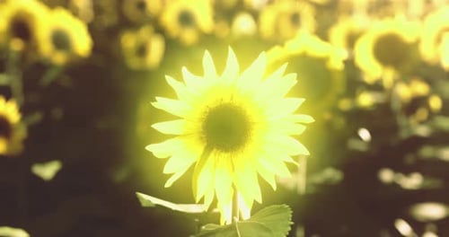 Un tournesol brillant se dresse dans un champ doré pendant un après-midi ensoleillé