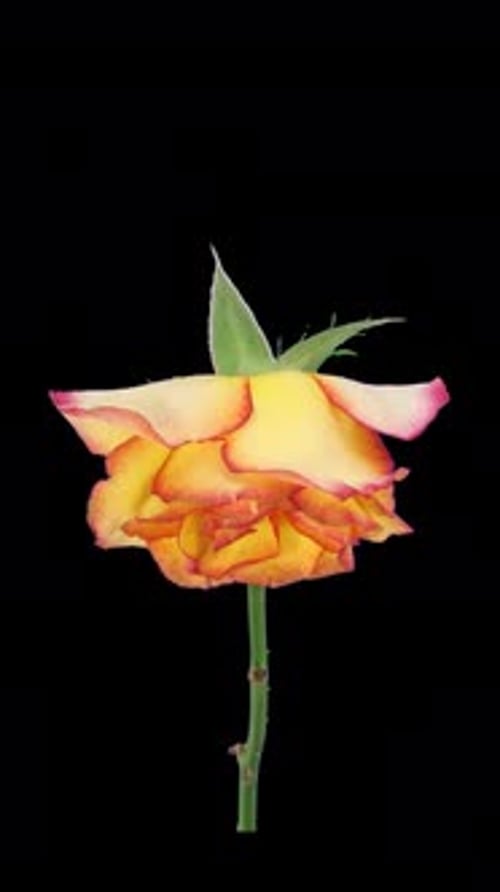 Time lapse of resurrection orange Birdy rose with ALPHA channel, vertical orientation