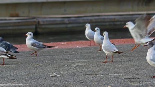 Möwenvögel auf Betonboden in der Nähe des Wasserkanals 4