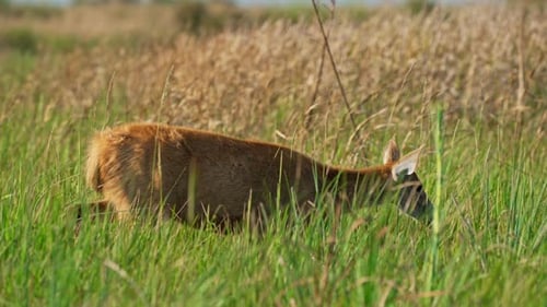 Marsh Deer Walking Through Tall Grass in Ibera