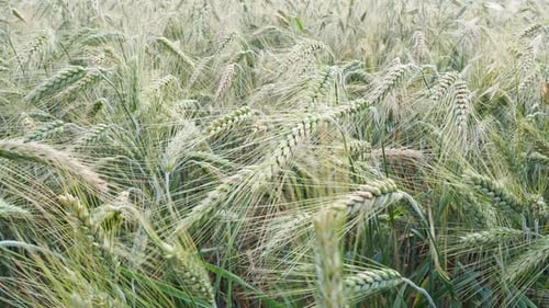 Champ d'orge en été