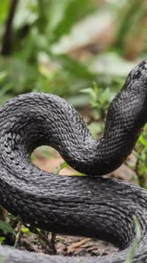 Vue verticale du serpent vipère noir, de la faune dans la forêt profonde