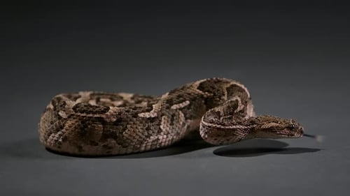cottonmouth snake coiled up flicking tongue - studio