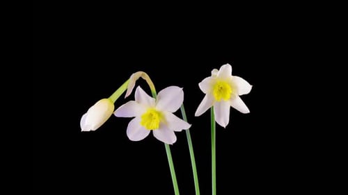 White Narcissus Flowers Blooming on a Black Background