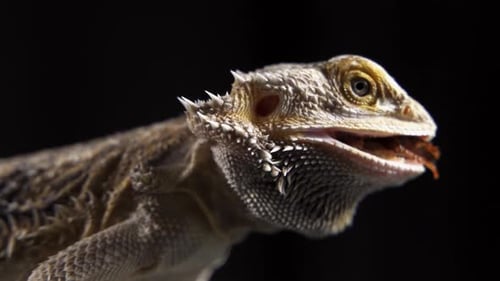 Bearded Dragon Eats Insect in Dramatic Close Up