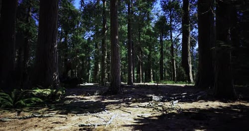 Tall Trees Provide Shade in a Serene Forest Environment During Daylight Hours