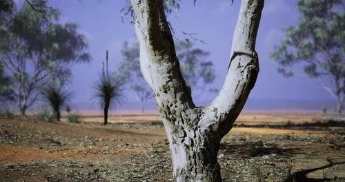 Slow Camera Pan Across Arid Eucalyptus Tree Landscape