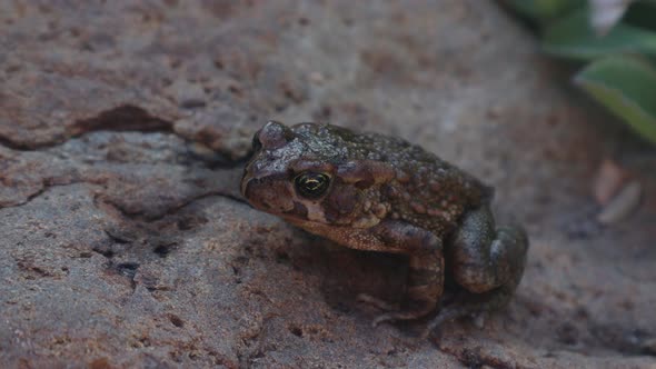 Ranger's toad sitting on toad hiding in the plain sight, rain forest ...