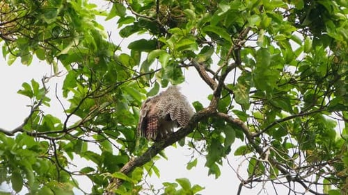 Von seinem Rücken aus gesehen, wie er sich an einem sehr windigen Tag putzt, fleckiger Uhu Bubo nipalensis,