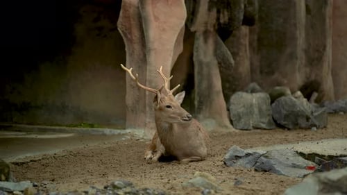 A Wild Deer with Antlers Lies Among the Rocks and Turns Its Head