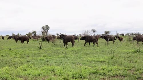 Cape Buffalo herd on green African savanna turn to look at camera