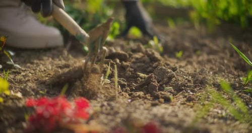 Woman Hoeing Weeds Uses Hoe Breaks Up Hard Dry Soil In Garden