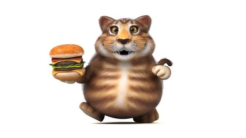 Gato divertido - Animação 3D