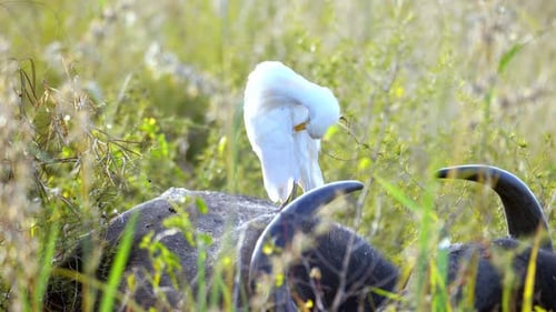Garça branca pousa no corpo de um búfalo enquanto pastava
