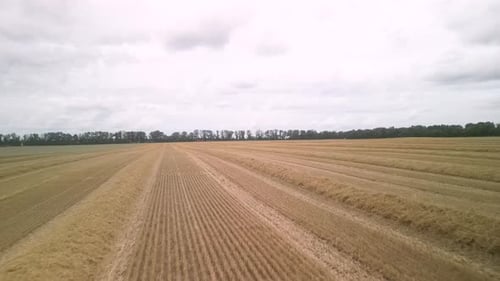 Wheat field aerial view in Ukraine
