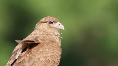 Extreme Nahaufnahme einer scharf und wild aussehenden Chimango-Caracara, die vor einer grünen, verschwommenen Bucht thront