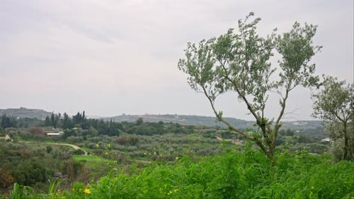 An olive tree in the wind with green grass