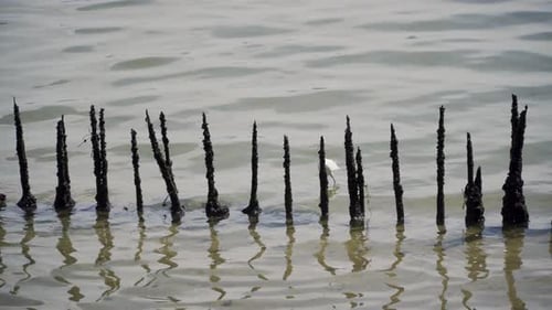 Egret Wading In The Mangrove Swamp In Sungei Buloh Wetland Reserve In Singapore. - wide shot
