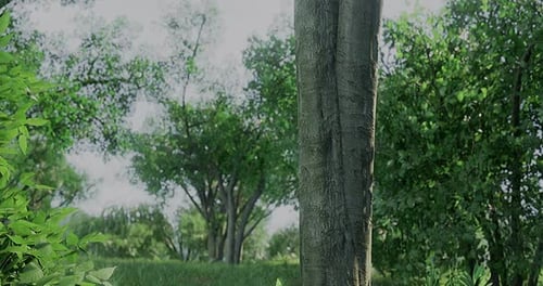 Lush Green Landscape with Tall Trees in a Serene Natural Environment