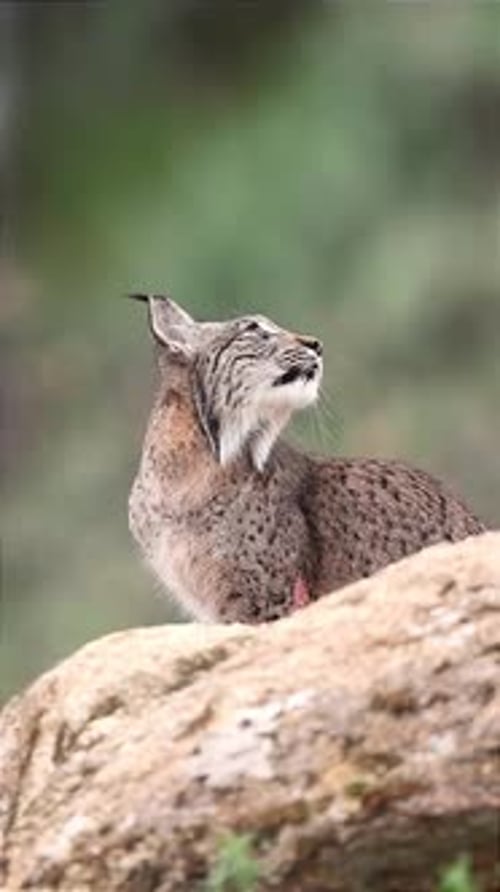 close up of a lynx sitting on a rock