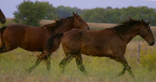 Horses Galloping in Green Field