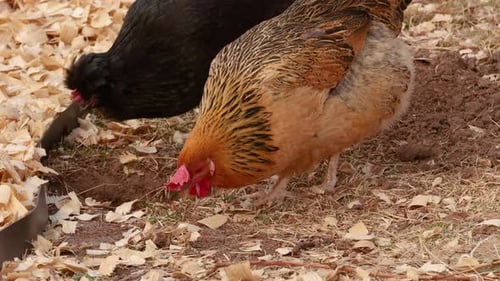 Hühner im Hinterhof auf Futtersuche in Zeitlupe