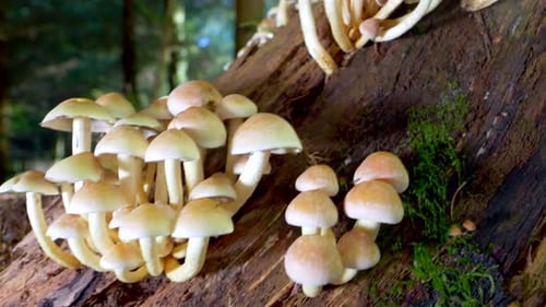 Panning shot showing group of wild mushrooms growing on wooden tree trunk in forest,close up