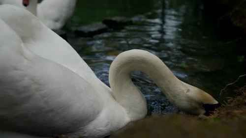 White Swan in Garden Pond Beautiful Bird in Zoo Park Family Anatidae Within Genus Cygnus