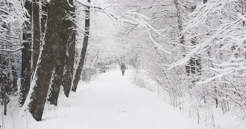 It is Snowing Heavily in the Park Large Flakes of Snow are Slowly Falling on Tree Branches Walking