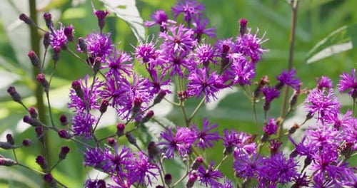 Eisenkrautblüten wehen im Sommerwind