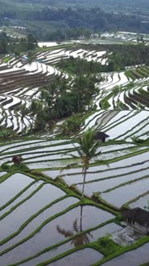 Vertical aerial video in an amazing landscape rice field on Jatiluwih Rice Terraces, Bali, Indonesia