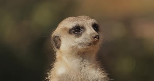 Meerkat Close-up Alert in Natural Environment