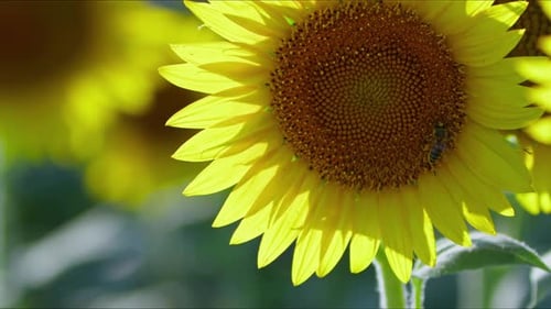 Agriculture Yellow Sunflower Plant In Farm Field In Sunlight 55