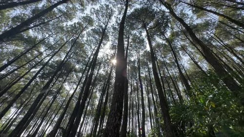 Pine tree background, Pine tree deep forest