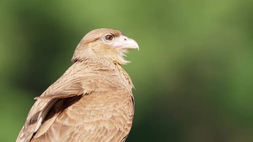 Profilaufnahme einer Solo-Chimango-Caracara, Milvago Chimango, gesichtet in der Natur, am Flussufer