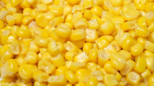 Boiled Corn Rotates in a Circle Corn Background