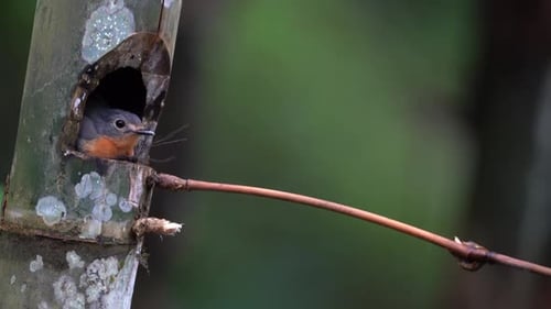 the female worm flycatcher bird in her nest receives the arrival of the male bird bringing fresh gra