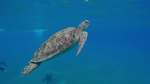 Sea Turtle swimming upward in water, group of scuba divers watching and filming