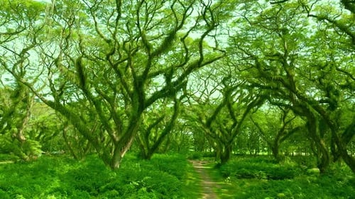 Wildness Rainforest in the Amazon Jungle Brazil Aerial Drone View