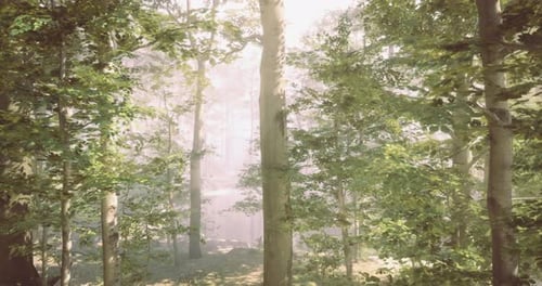 Sunlight Filtering Through Misty Forest Trees in Early Morning