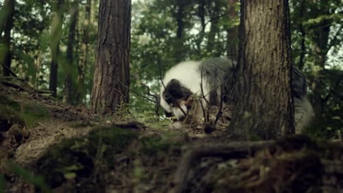 Dog Foraging in a Lush Green Forest